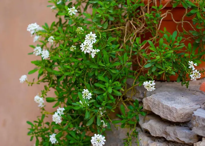 Old Town Manono Appartamento